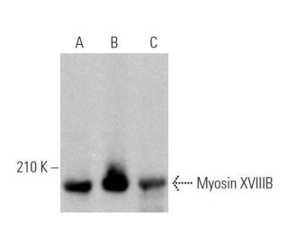 Myosin XVIIIB Antibody (D-11) - Western Blotting - Image 374896 