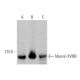 Myosin XVIIIB Antibody (D-11) - Western Blotting - Image 374896 
