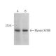 Myosin XVIIIB Antibody (D-11) - Western Blotting - Image 374897 