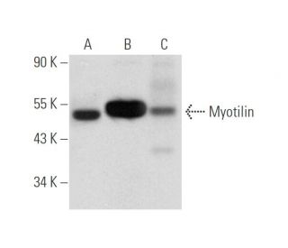 Myotilin Antibody (B-3) - Western Blotting - Image 316252 
