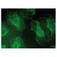 Myozenin 2 Antibody (B-4) - Immunofluorescence - Image 149754