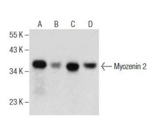 Myozenin 2 Antibody (B-4) - Western Blotting - Image 283826 