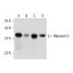 Myozenin 2 Antibody (B-4) - Western Blotting - Image 283826 