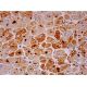 Myozenin 2 Antibody (E-11) - Immunohistochemistry - Image 293408