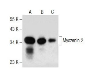 Myozenin 2 Antibody (E-11) - Western Blotting - Image 283825 