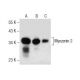 Myozenin 2 Antibody (E-11) - Western Blotting - Image 283825 