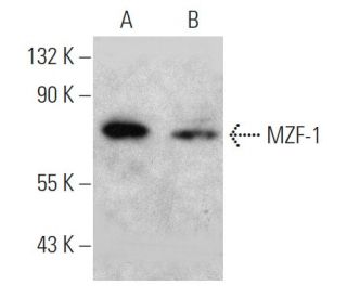 MZF-1 Antibody (1F7) - Western Blotting - Image 368214