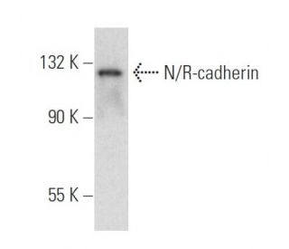 N/R-cadherin Antibody (H-4) - Western Blotting - Image 318587