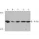 N-Myc Antibody (2) - Western Blotting - Image 1115