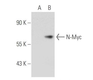 N-Myc Antibody (2) - Western Blotting - Image 40802 