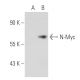 N-Myc Antibody (2) - Western Blotting - Image 40802 