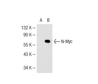 N-Myc Antibody (3C165) - Western Blotting - Image 40800