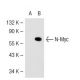 N-Myc Antibody (3C165) - Western Blotting - Image 40800