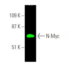 N-Myc Antibody (B8.4.B) - Western Blotting - Image 374255 