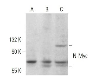N-Myc Antibody (C-4) - Western Blotting - Image 376192 