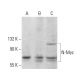 N-Myc Antibody (C-4) - Western Blotting - Image 376192 