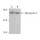 N-Myc Antibody (C-4) - Western Blotting - Image 376198 