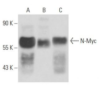 N-Myc Antibody (NCM II 100) - Western Blotting - Image 15560 