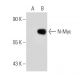 N-Myc Antibody (NMYC-1) - Western Blotting - Image 40796
