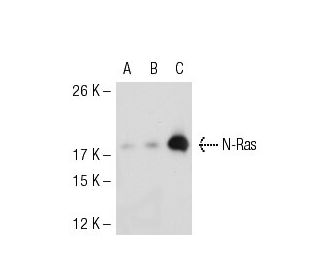 N-Ras Antibody (F155) - Western Blotting - Image 53509
