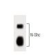 N-Shc Antibody (23) - Western Blotting - Image 60370 