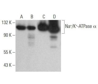 ATP1A1/ATP1A2/ATP1A3/ATP1A4 Antibody (M7-PB-E9) - Western Blotting - Image 353138 