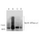 alpha 1 Sodium Potassium ATPase/ATP1A1 Antibody (C-5) - Western Blotting - Image 325169 