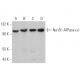 alpha 1 Sodium Potassium ATPase/ATP1A1 Antibody (C-5) - Western Blotting - Image 360918
