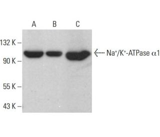 alpha 1 Sodium Potassium ATPase/ATP1A1 Antibody (F-2) - Western Blotting - Image 376749 