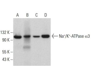alpha 3 Sodium Potassium ATPase/ATP1A3 Antibody (F-1) - Western Blotting - Image 380418 