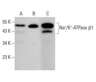 beta 1 Sodium Potassium ATPase/ATP1B1 Antibody (C464.8) - Western Blotting - Image 381808 