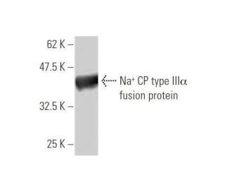 Na<sup>+</sup> CP type III&alpha; Antibody (3F3) - Western Blotting - Image 348834