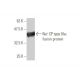 Na+ CP type IIIα Antibody (3F3) - Western Blotting - Image 348834