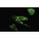 Na+ CP type VIIIα Antibody (W-78) - Immunofluorescence - Image 35482 