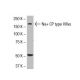Na+ CP type VIIIα Antibody (W-78) - Western Blotting - Image 33534