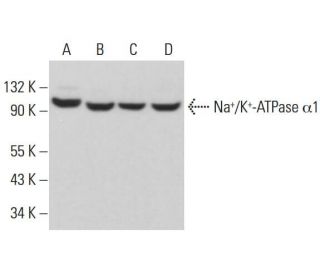 alpha 1 Sodium Potassium ATPase/ATP1A1 Antibody (0.T.1) - Western Blotting - Image 380859 