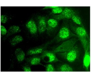 NAB1 Antibody (B-5) - Immunofluorescence - Image 296822 