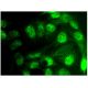 NAB1 Antibody (B-5) - Immunofluorescence - Image 296822 