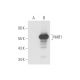 NAB1 Antibody (B-5) - Western Blotting - Image 57831