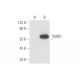 NAB1 Antibody (B-5) - Western Blotting - Image 57833 