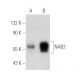 NAB2 Antibody (A-5) - Western Blotting - Image 388983 