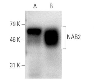 NAB2 Antibody (C-6) - Western Blotting - Image 7481 