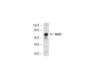 NAB2 Antibody (D-7) - Western Blotting - Image 12895 