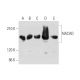 NACAD Antibody (H-4) - Western Blotting - Image 344138