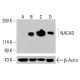 NACAD Antibody (H-4) - Western Blotting - Image 415877
