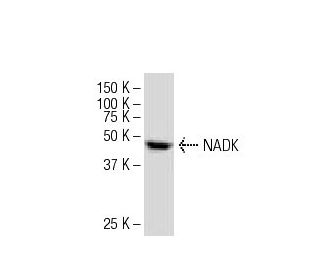 NADK Antibody (J-07) - Western Blotting - Image 33722 