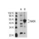 NADK Antibody (J-07) - Western Blotting - Image 50672