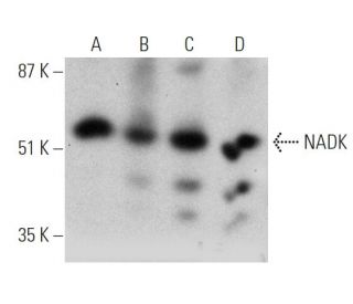 NADK Antibody (J-07) - Western Blotting - Image 368271 