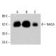 NAGA Antibody (F-1) - Western Blotting - Image 415263 