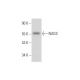 NAGS Antibody (E-8) - Western Blotting - Image 344154